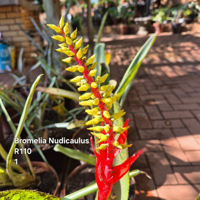 Aechmea Nudicaulus