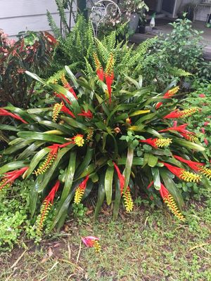 Aechmea Nudicaulus
