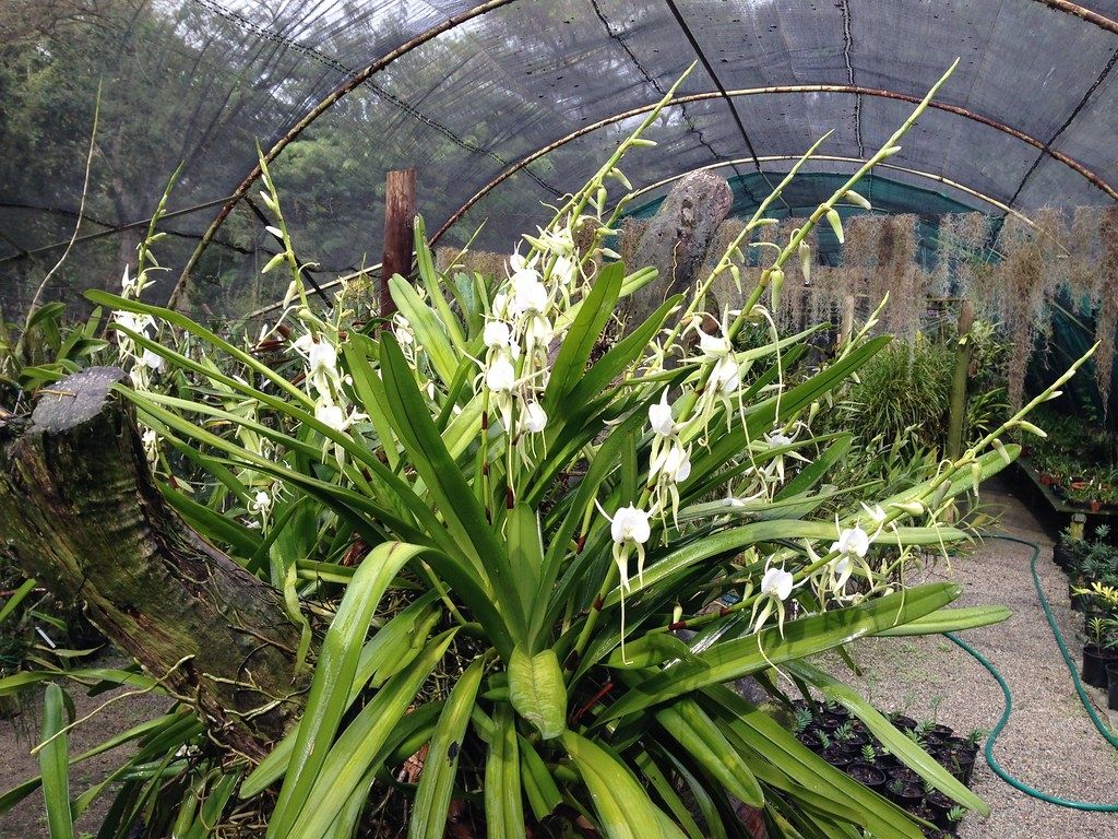 Angreacum comorense also known as eburneum