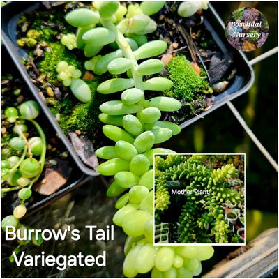 Burrow&#39;s Tail Variegated Tips