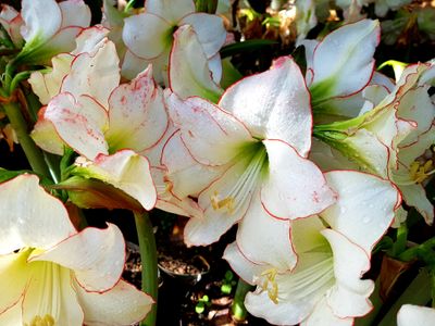 Amaryllis Picottee