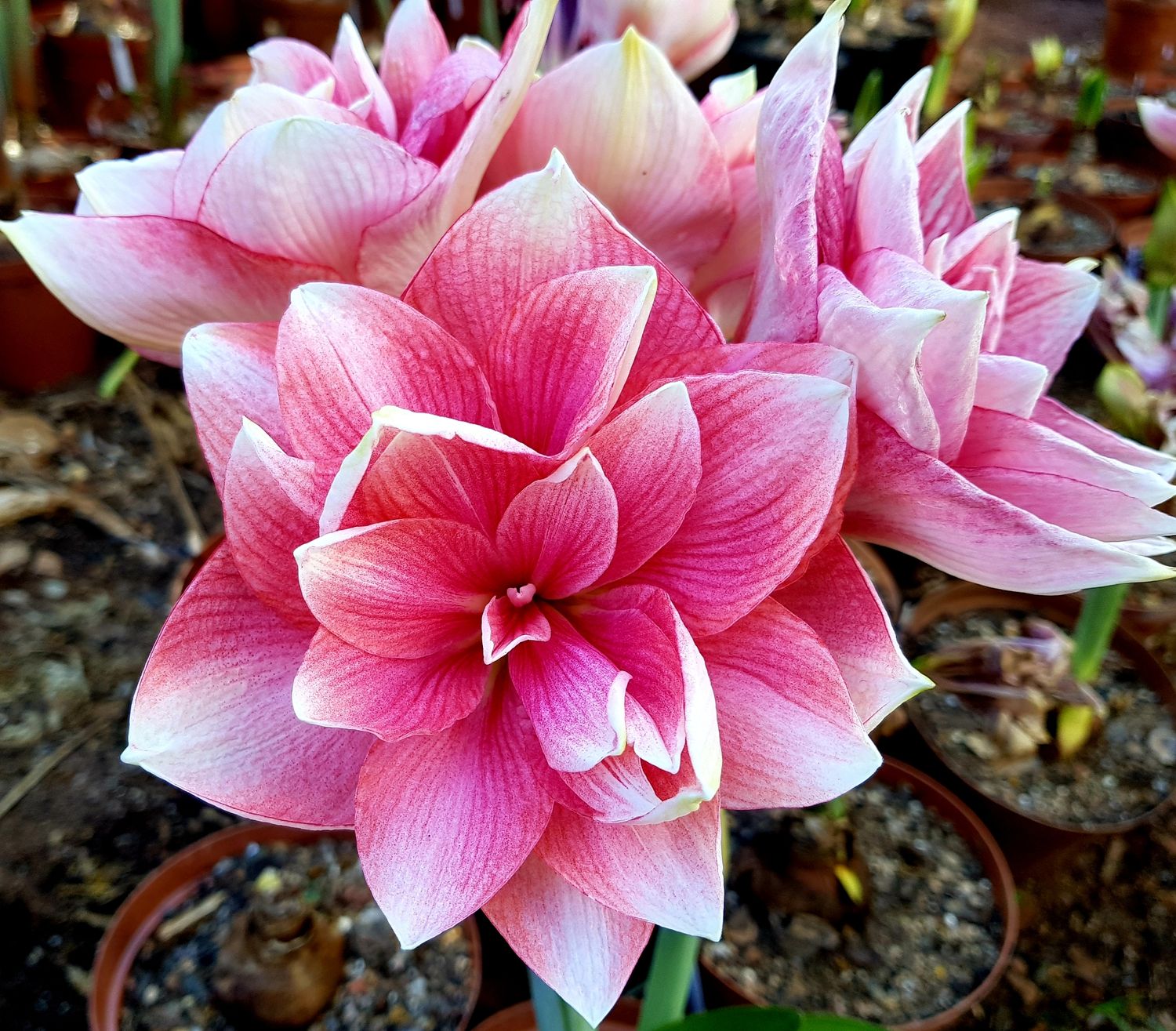 Amaryllis Double Dream Amaryllis Double Dream