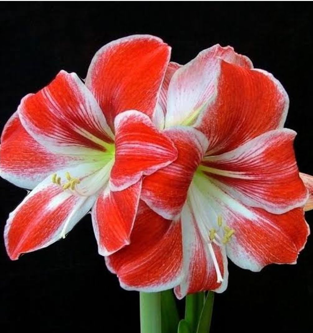 Amaryllis Razzle Dazzle Amaryllis Razzle Dazzle