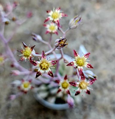 Graptopetalum Hermes Graptopetalum Hermes