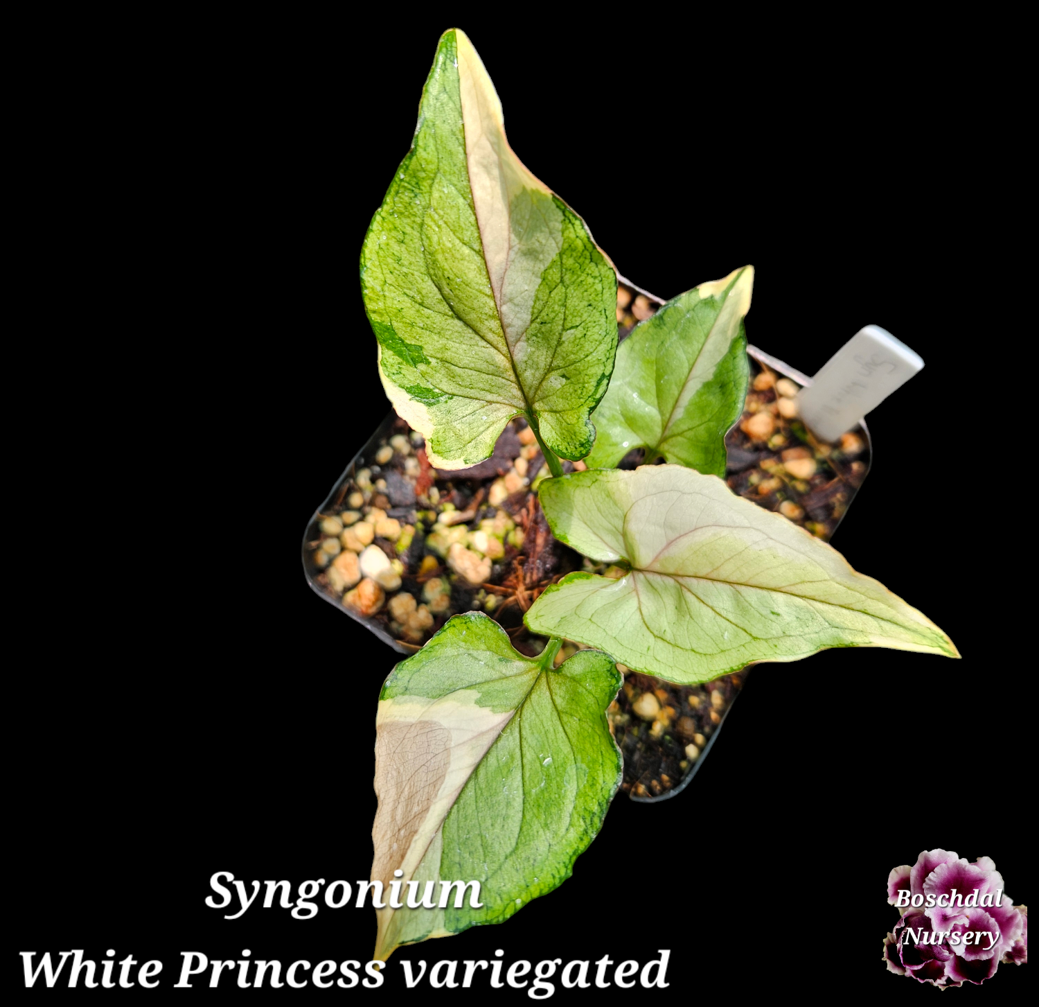 Syngonium White Princess Variegated