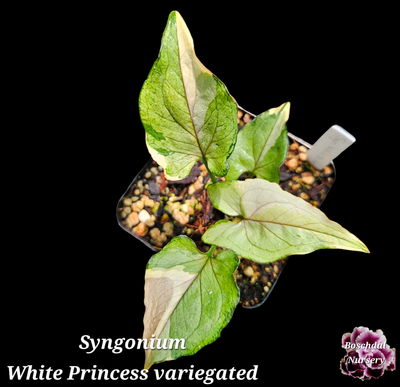 Syngonium White Princess Variegated