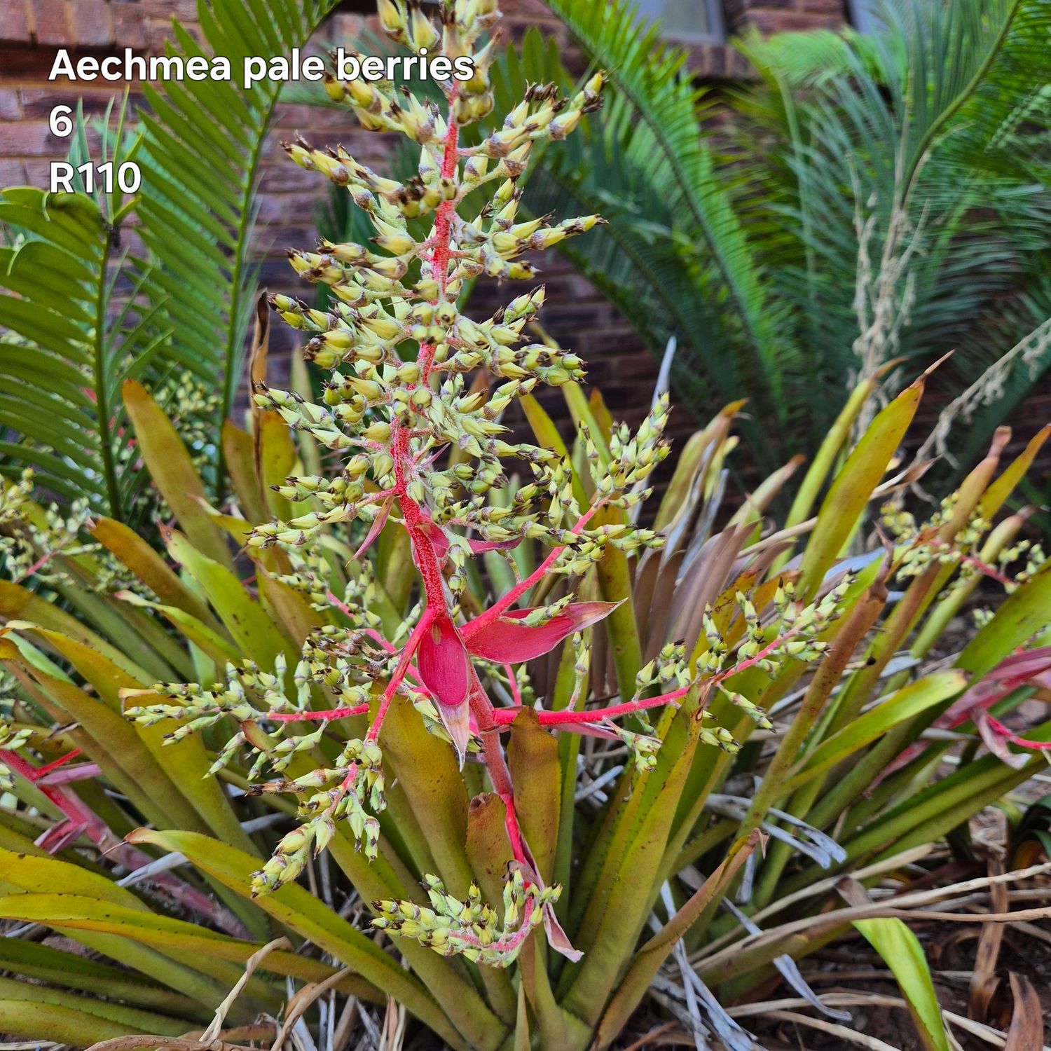Aechmea pale Berries
