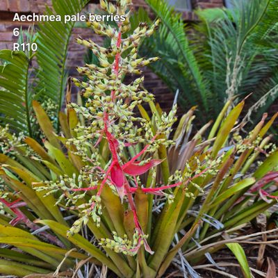 Aechmea pale Berries