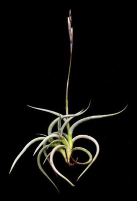 Tillandsia Mayosura