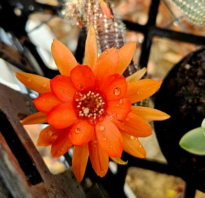 Chamaecereus silvestrii (Orange Peanut Cactus)