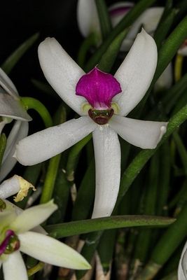 Leptotes bicolour