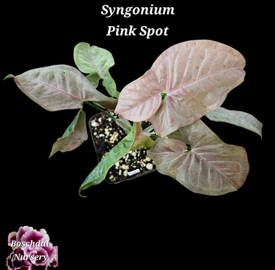 Syngonium Pink Spot