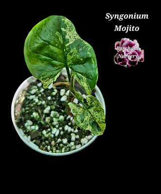 Syngonium Mojito