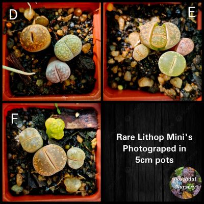 Mini Lithop Pot (5cm)