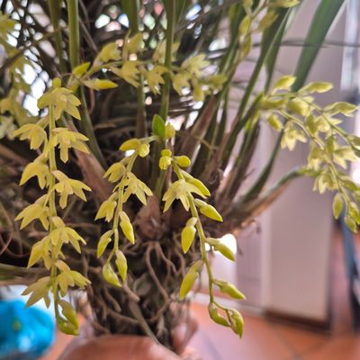 Speklinia Grobyi Miniture