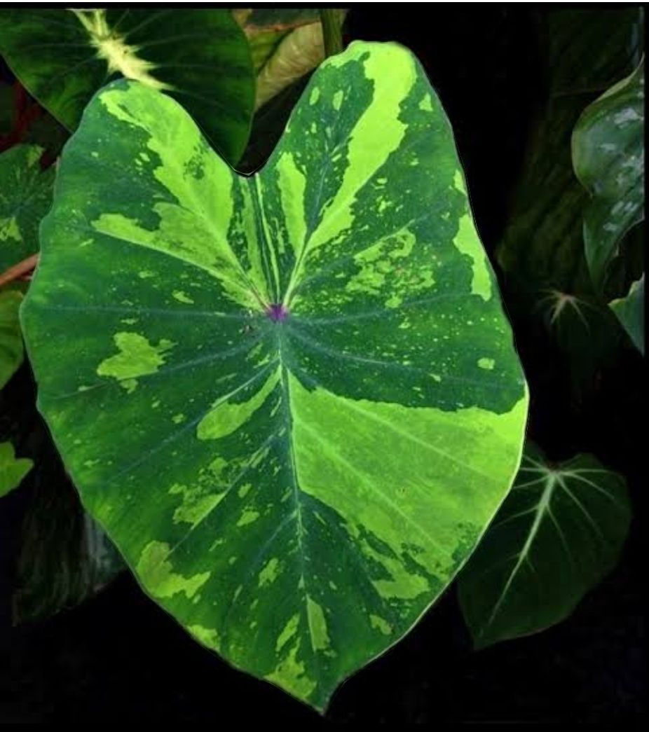 Colocasia Limeaid
