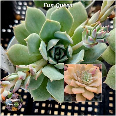 Echeveria Fun Queen