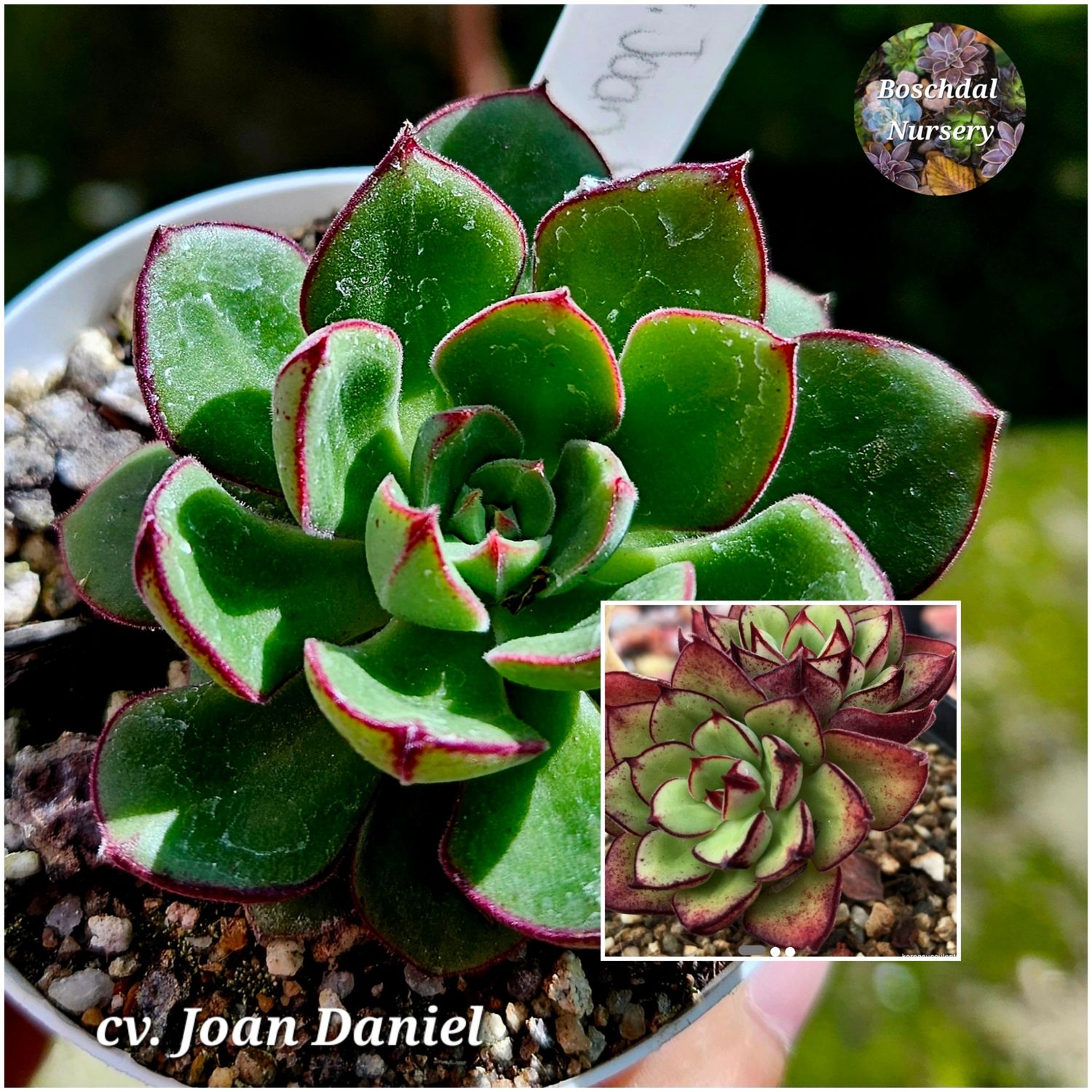 Echeveria Joan Daniel