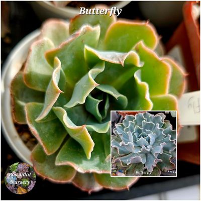 Echeveria Butterfly