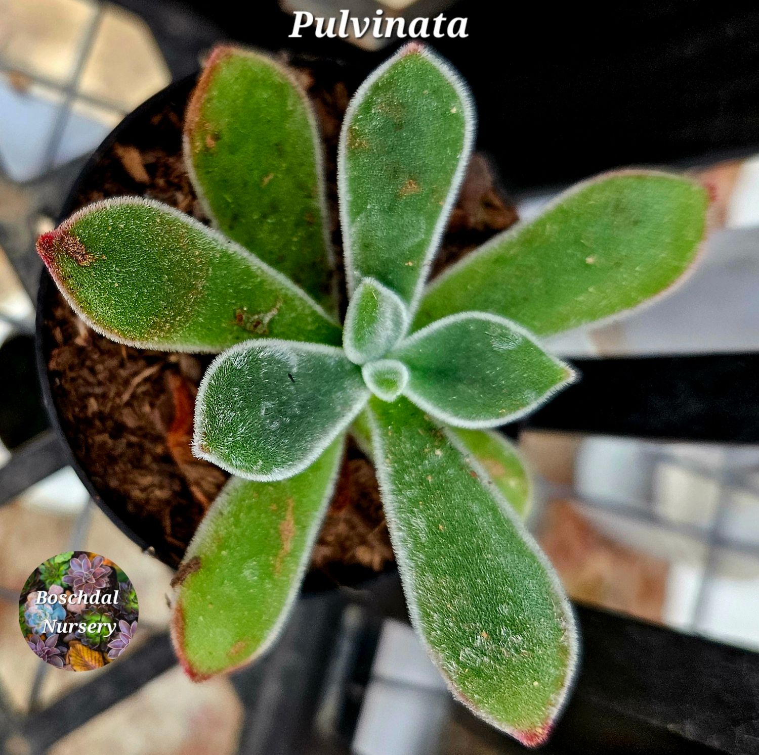 Echeveria Pulv Oliver Echeveria Pulv Oliver