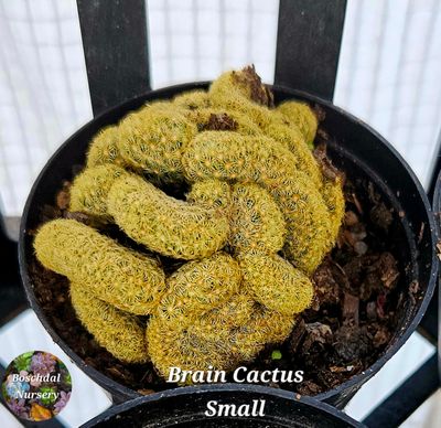Brain Cactus