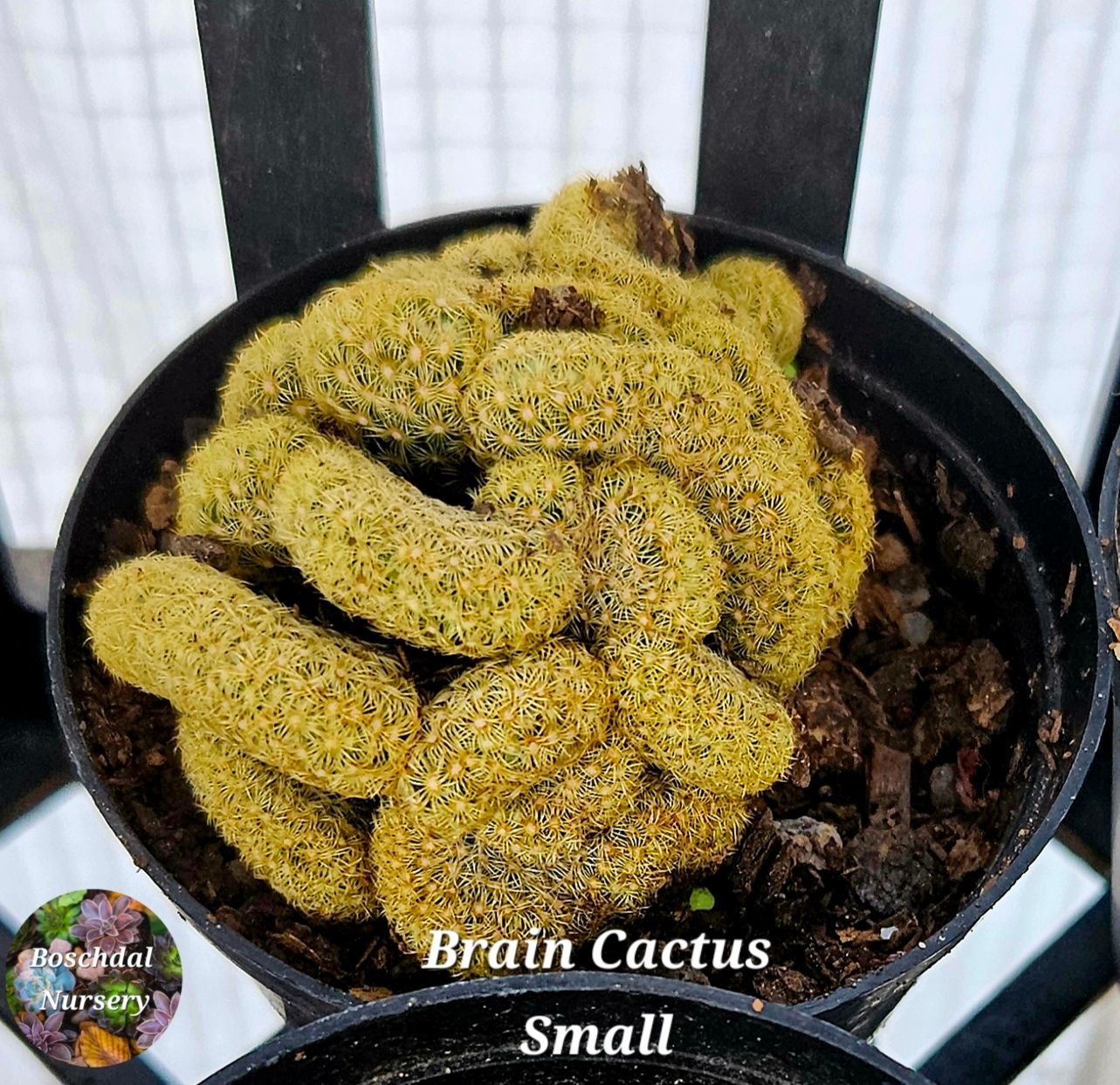 Brain Cactus