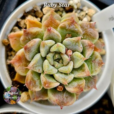 Echeveria Ruby Star