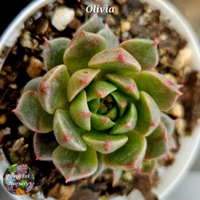 Echeveria Olivia