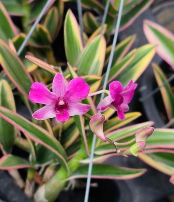Dendrobium little diamond variegated