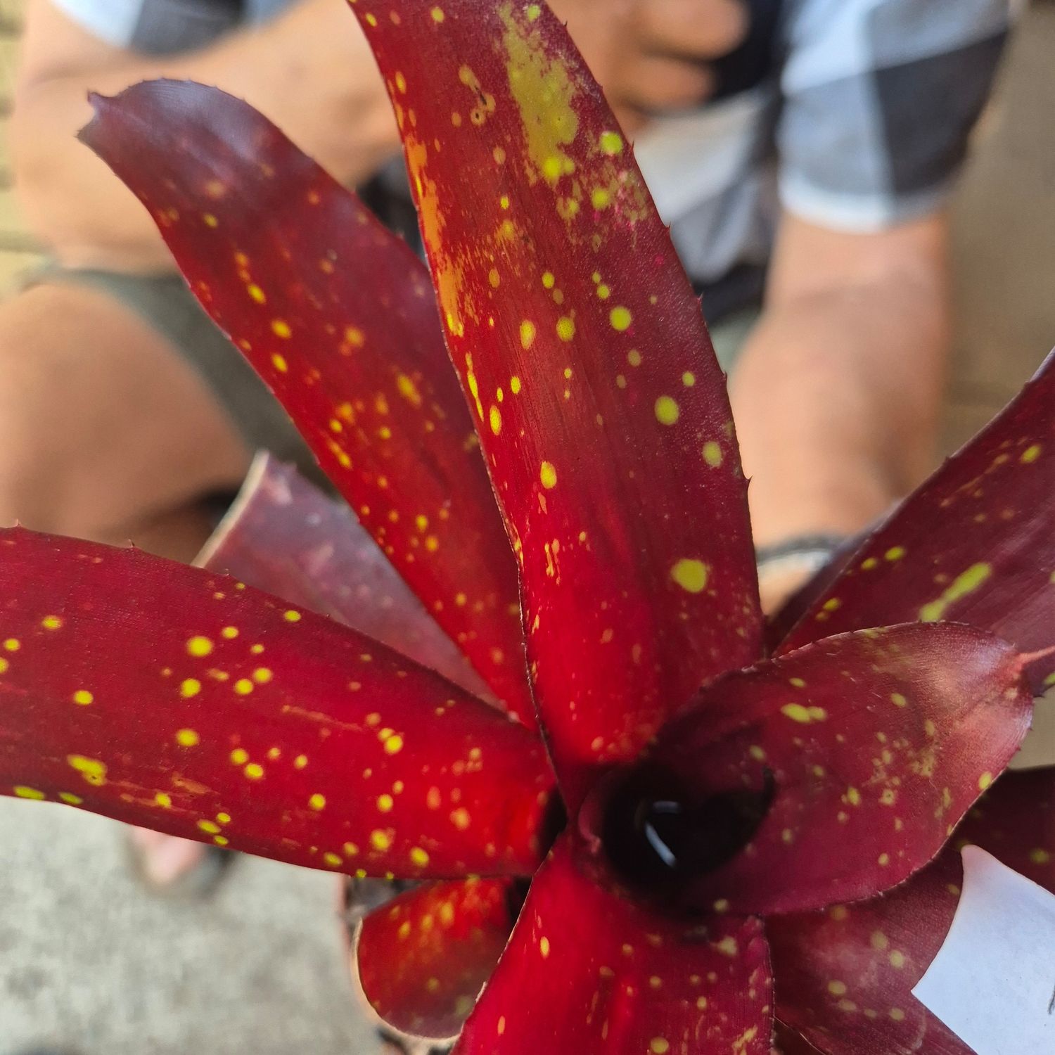 Neoregelia Night Sky