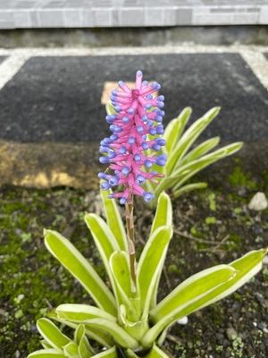Aechmea Gamospela variegated