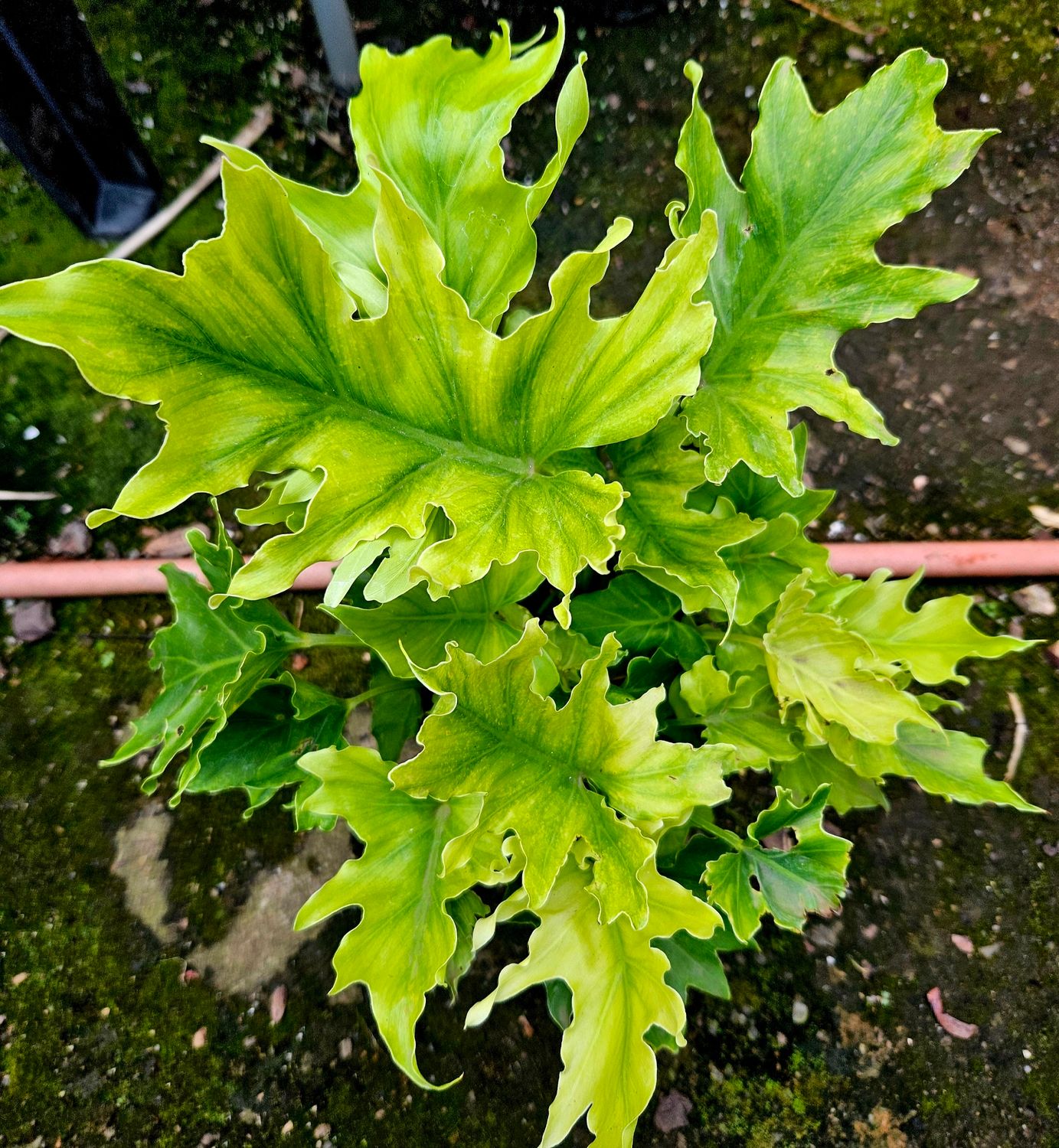 Philodendron Lime