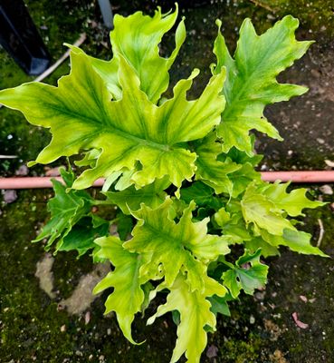 Philodendron Lime
