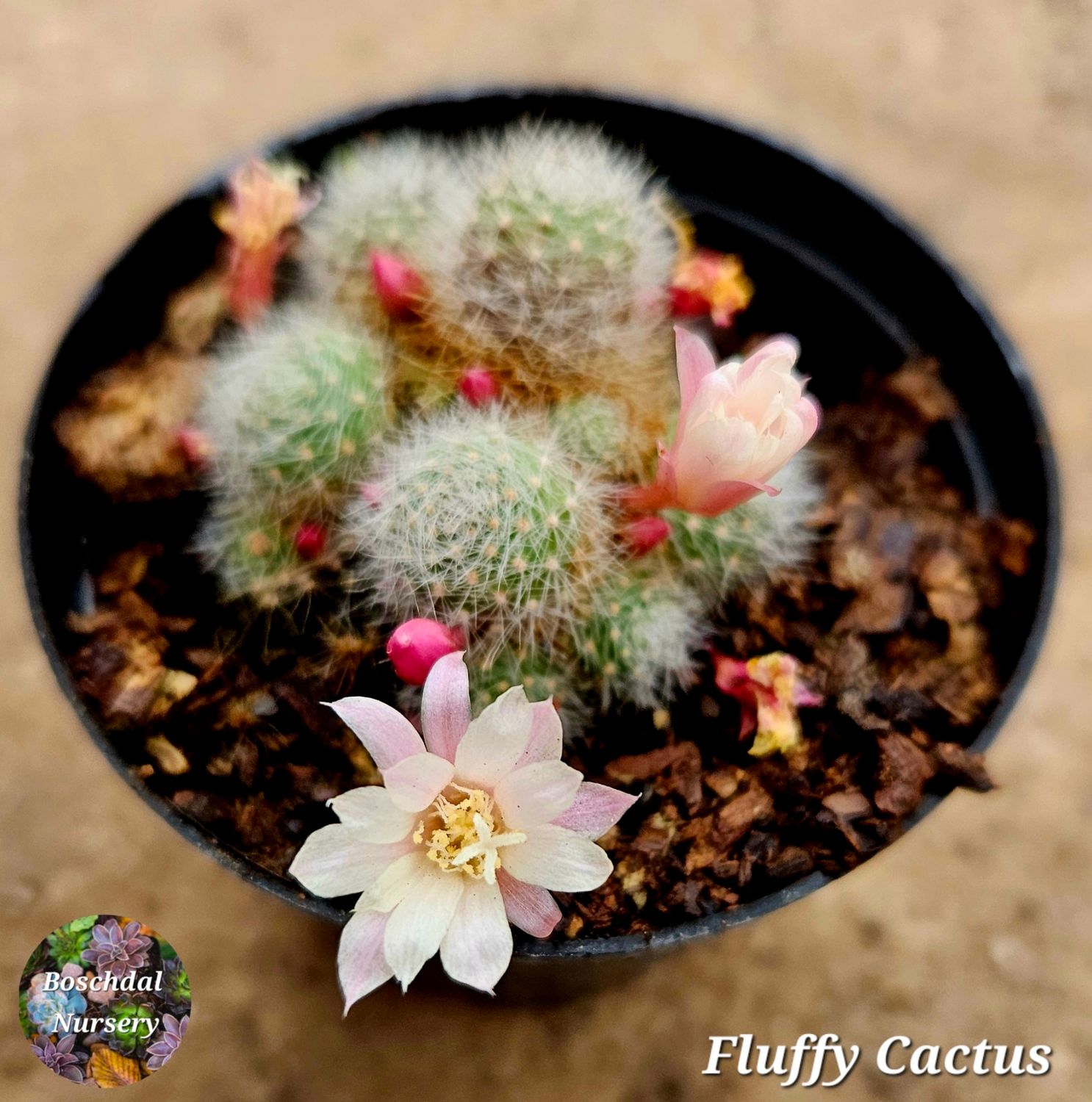 Fluffy Cactus Fluffy Cactus