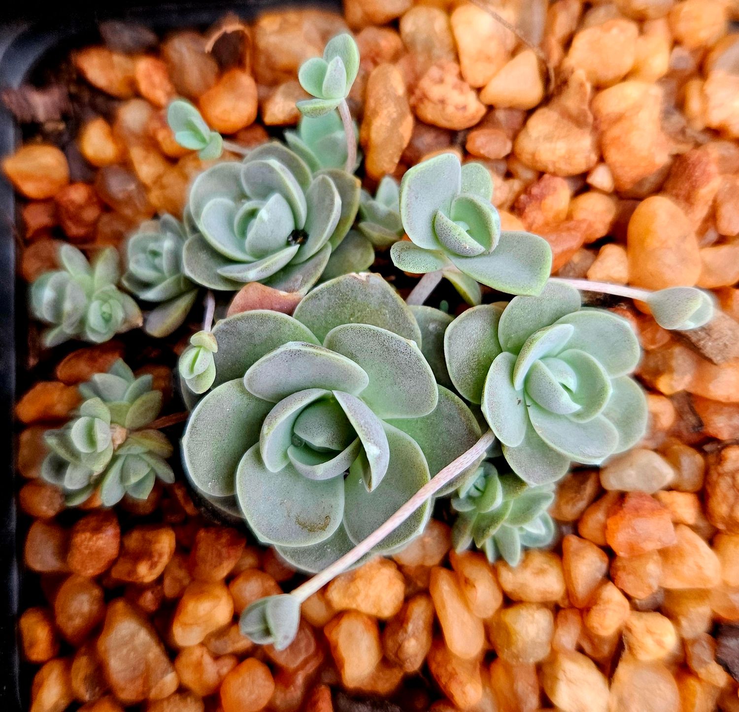 Chinese Dunce Cap – Orostachys iwarenge Chinese Dunce Cap – Orostachys iwarenge