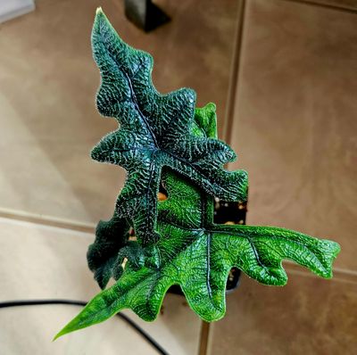 Alocasia Jacklyn Alocasia Jacklyn