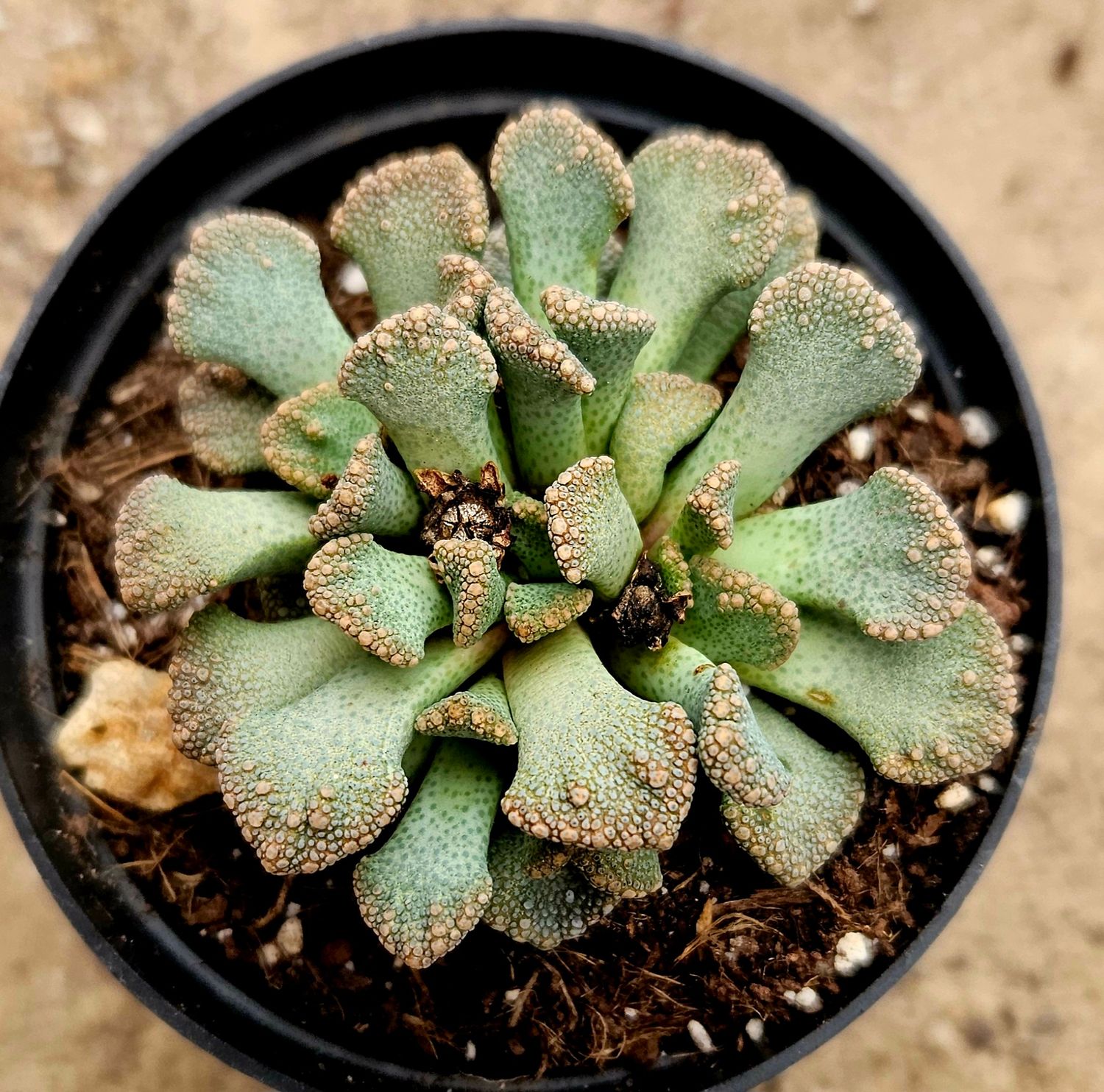 Titanopsis