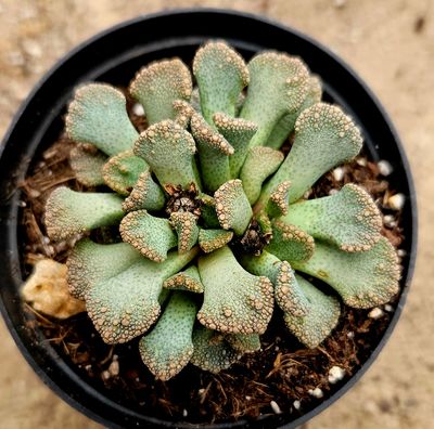 Titanopsis