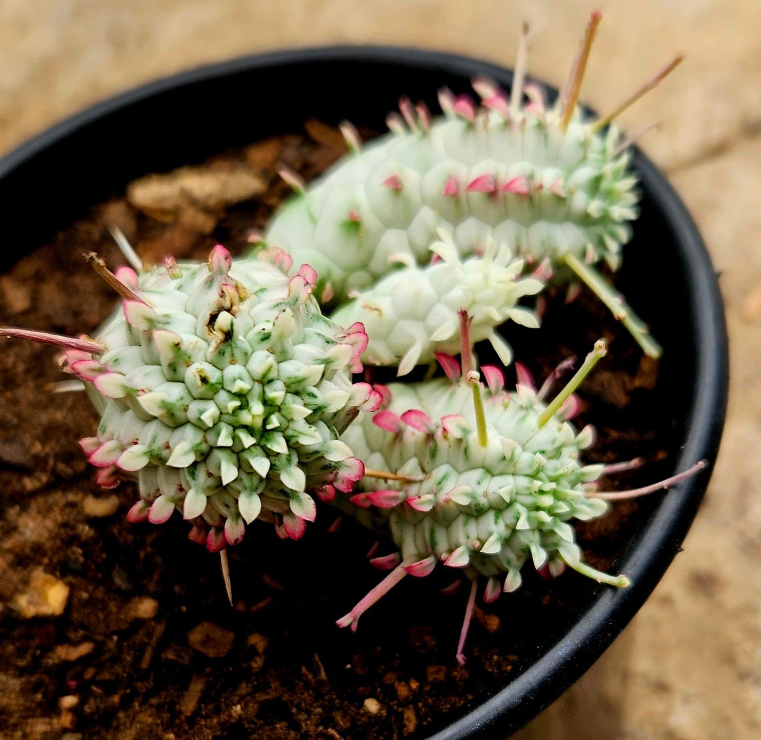 Euphorbia Mammilaris