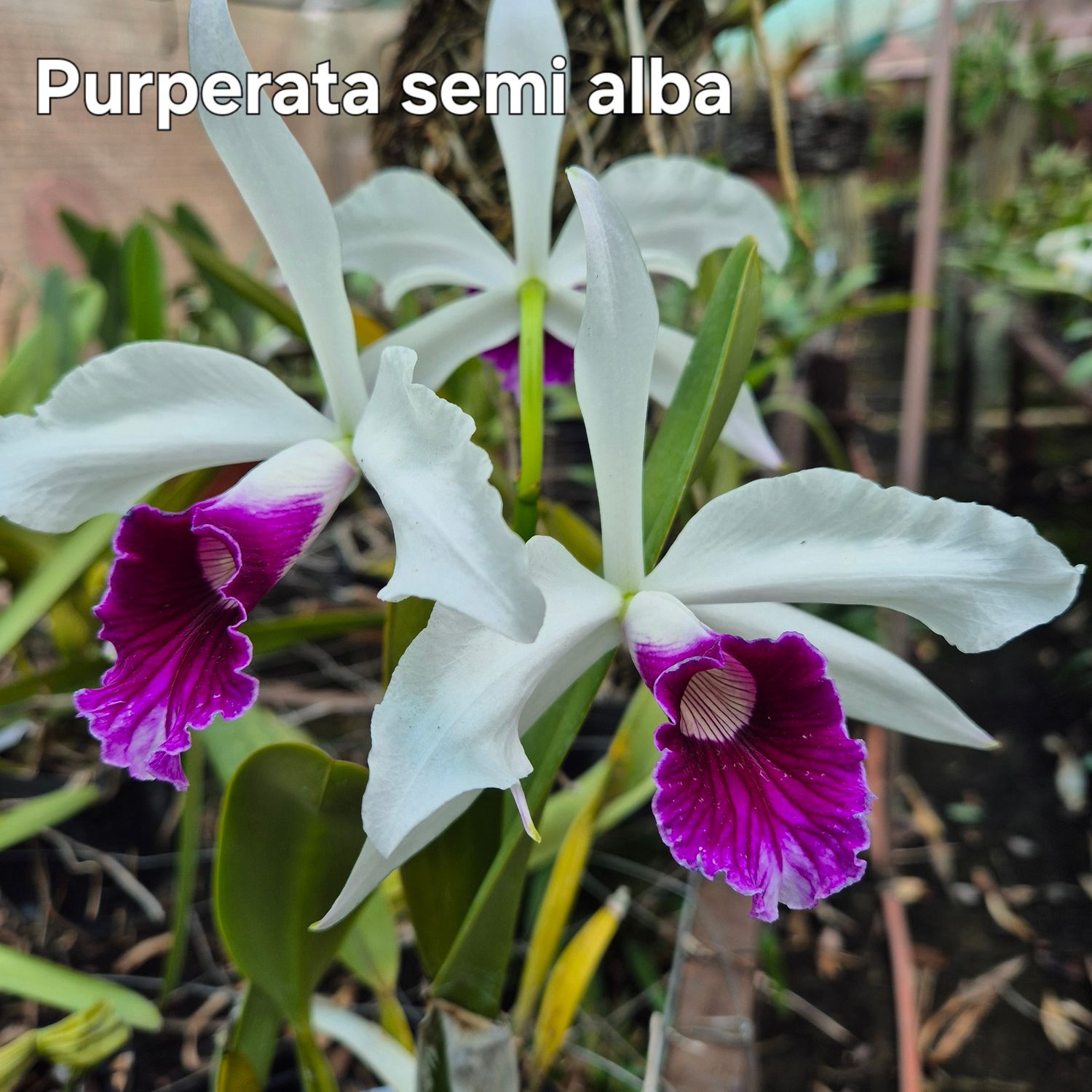 Laelia Purperata