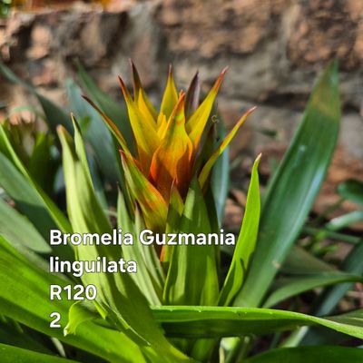 Guzmania Linguilata