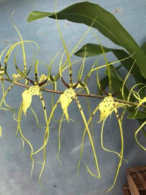 Brassia Spiders gold &#39;Profilitic&#39;