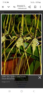 Brassia Spiders gold 'Profilitic'