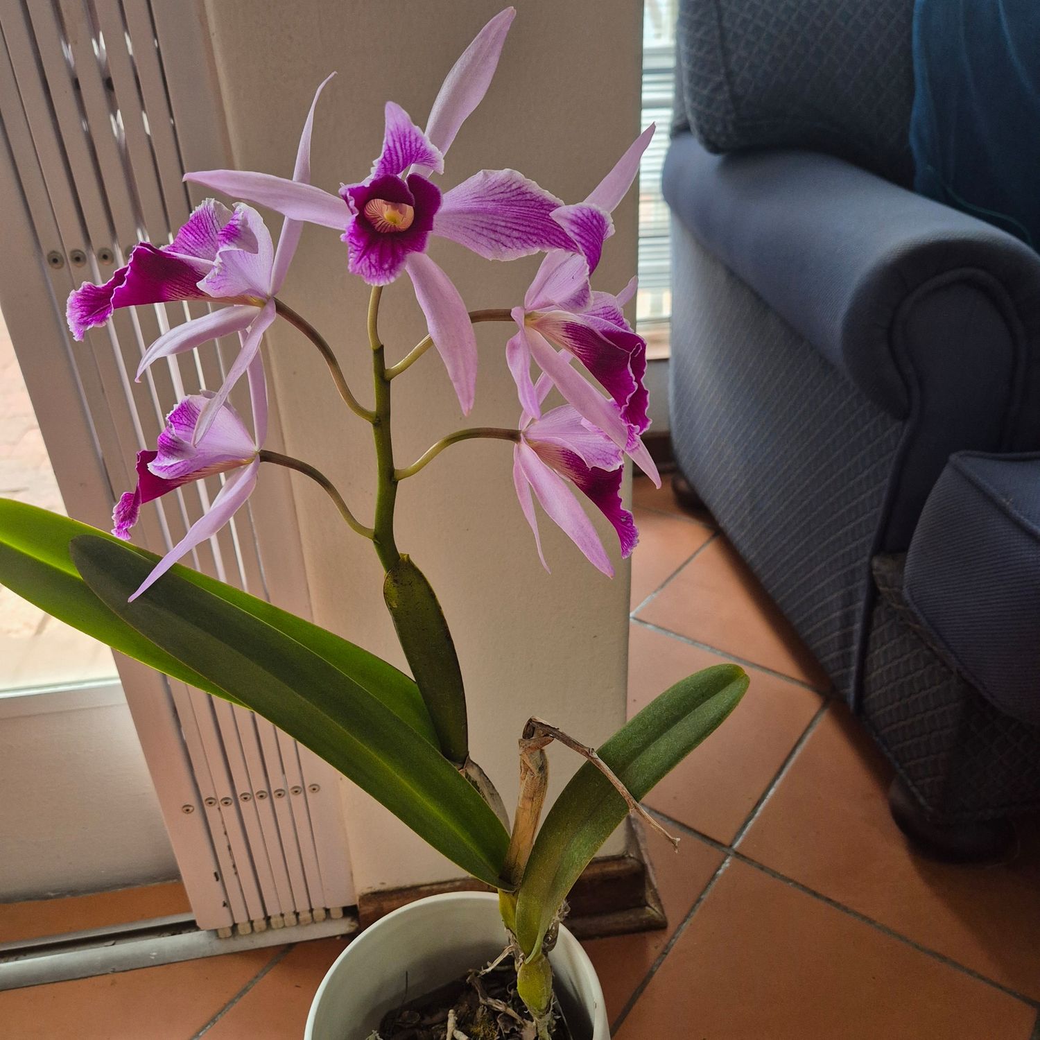 Laelia Purpurata Flammea