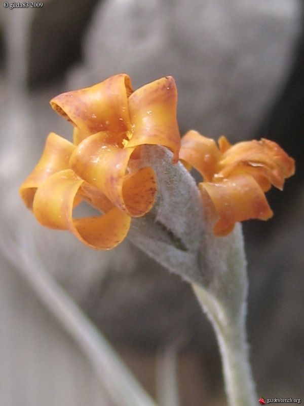 Tillandsia calignosa