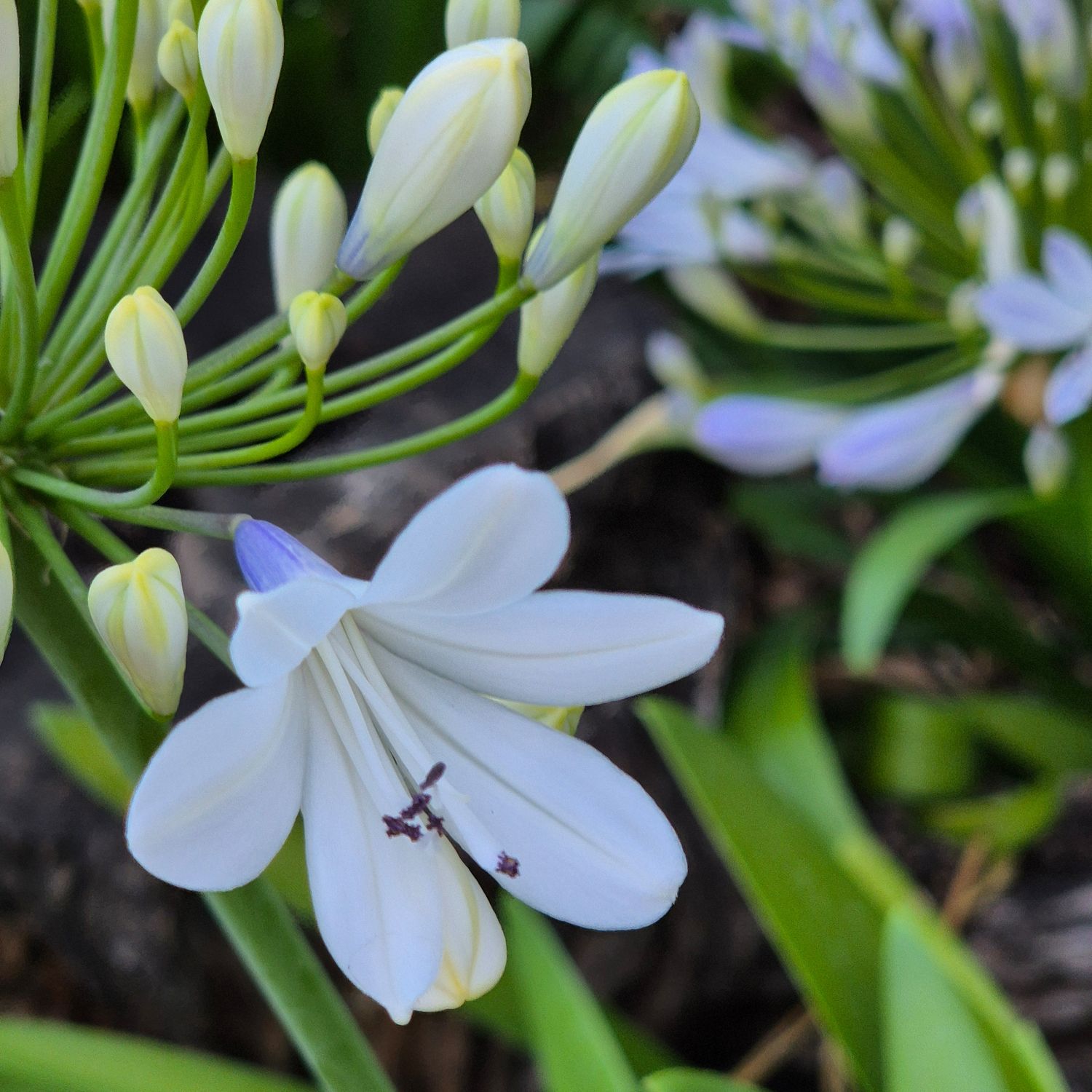 Agapanthus two tone