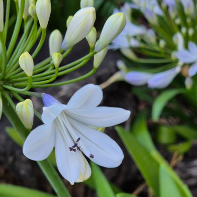 Agapanthus two tone Agapanthus two tone