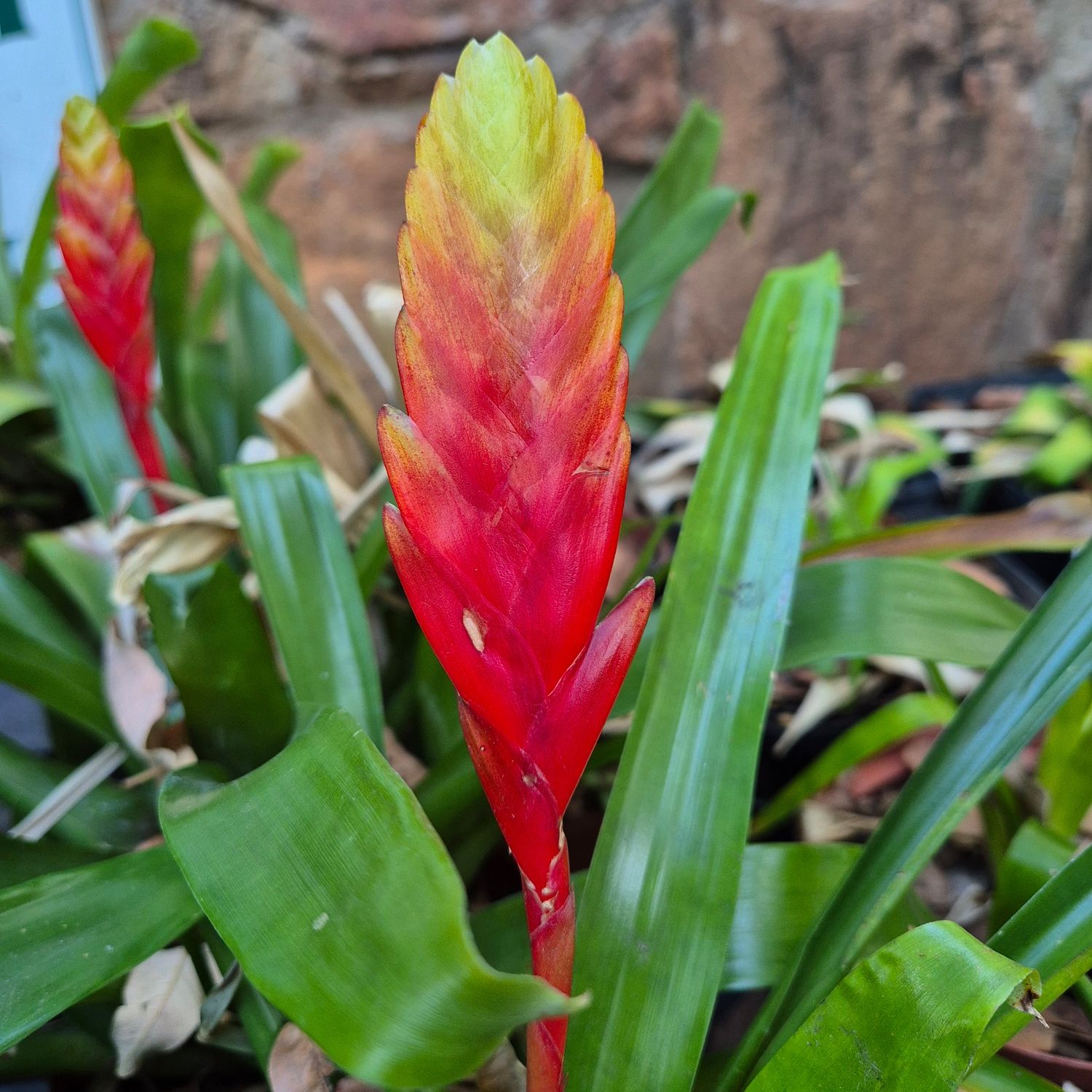 Vriesea Yellow and red spike