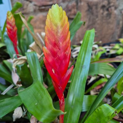 Vriesea Yellow and red spike
