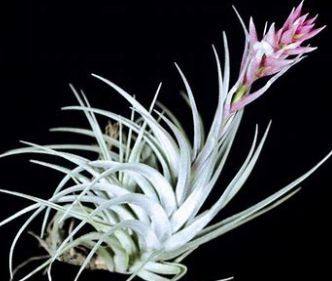 Tillandsia stricta albifolia